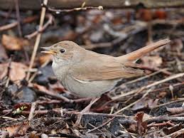 Image result for Luscinia luscinia