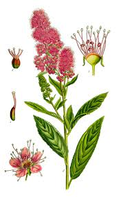 Attēlu rezultāti vaicājumam “Spiraea salicifolia”