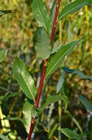 Attēlu rezultāti vaicājumam “Salix daphnoides”