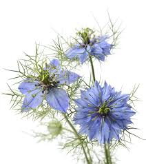 Image result for Nigella damascena