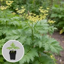 Attēlu rezultāti vaicājumam “Levisticum officinale flower”