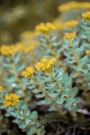 Attēlu rezultāti vaicājumam “Rhodiola rosea flower”