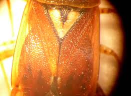 Attēlu rezultāti vaicājumam “Lygus pratensis nymph”