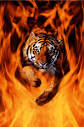 tiger jump