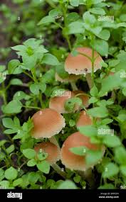 Attēlu rezultāti vaicājumam “Psathyrella sp.”