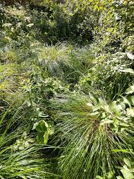 Attēlu rezultāti vaicājumam “Carex cespitosa flower”