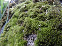 Attēlu rezultāti vaicājumam “Grimmia muehlenbeckii”