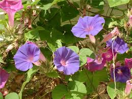 Image result for Ipomoea purpurea