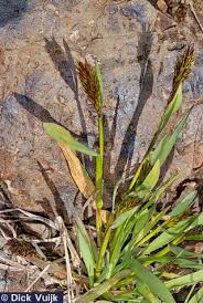 Attēlu rezultāti vaicājumam “Anthoxanthum odoratum”