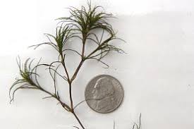 Attēlu rezultāti vaicājumam “Najas minor leaf”