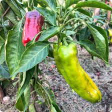 Afbeeldingsresultaat voor aconcagua sweet pepper