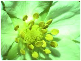 Attēlu rezultāti vaicājumam “Fragaria viridis flower”