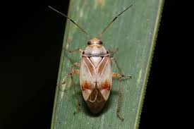 Attēlu rezultāti vaicājumam “Lygus pratensis imago”