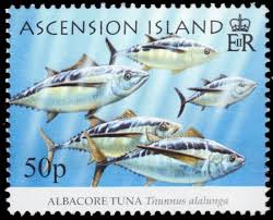 Image result for Thunnus alalunga