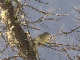 Attēlu rezultāti vaicājumam “Phylloscopus trochiloides”