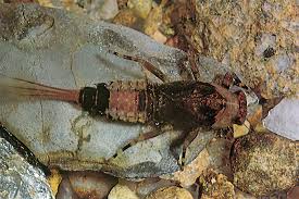 Attēlu rezultāti vaicājumam “nymph”