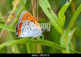 Attēlu rezultāti vaicājumam “Lycaena dispar underside”