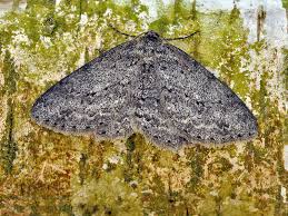 Attēlu rezultāti vaicājumam “Ectropis crepuscularia”