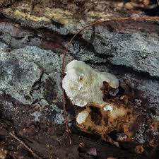 Attēlu rezultāti vaicājumam “Heterobasidion parviporum”