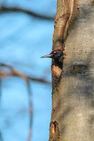 Attēlu rezultāti vaicājumam “Dryocopus martius adult”