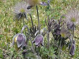 Attēlu rezultāti vaicājumam “Pulsatilla pratensis leaf”