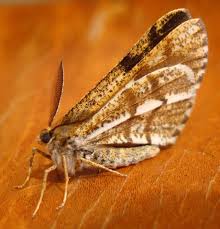 Attēlu rezultāti vaicājumam “Bupalus piniaria female”