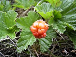 Attēlu rezultāti vaicājumam “Rubus chamaemorus”