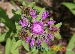 Image result for Centaurea pseudophrygia
