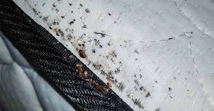Image result for bed bugs