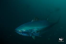 Image result for Thunnus thynnus