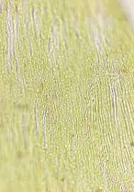 Attēlu rezultāti vaicājumam “Calliergonella lindbergii”