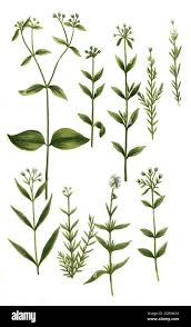 Attēlu rezultāti vaicājumam “Stellaria palustris”