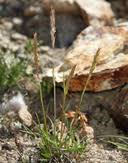 Attēlu rezultāti vaicājumam “Epirhoe tristata”