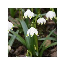 Attēlu rezultāti vaicājumam “Leucojum vernum var. vernum flower”