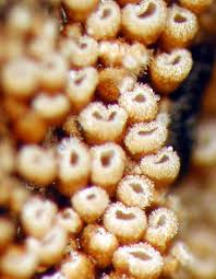 Attēlu rezultāti vaicājumam “Merismodes anomala”