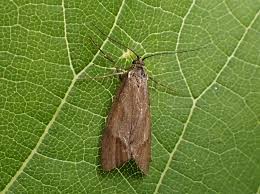 Attēlu rezultāti vaicājumam “Diurnea lipsiella”