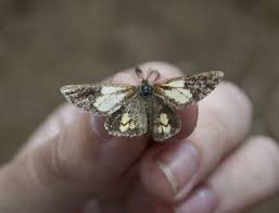 Attēlu rezultāti vaicājumam “Bupalus piniaria male”