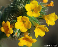 Attēlu rezultāti vaicājumam “Lycogala convexum sessile”