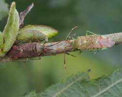 Attēlu rezultāti vaicājumam “Pantilius tunicatus”