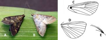 Attēlu rezultāti vaicājumam “Ostrinia nubilalis”