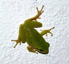 Attēlu rezultāti vaicājumam “Hyla arborea adult”