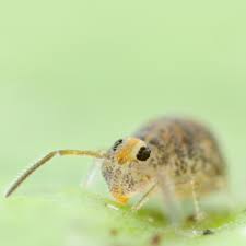 Attēlu rezultāti vaicājumam “Orchesella sp.”