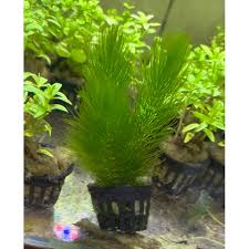 「金魚藻」的圖片搜尋結果