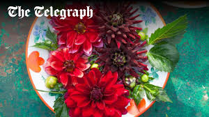 Image result for Dahlia Darkarin`