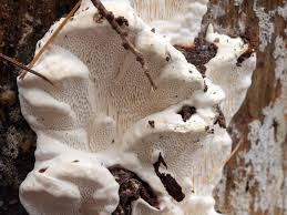 Attēlu rezultāti vaicājumam “Antrodia serialis”