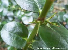 Attēlu rezultāti vaicājumam “Cribraria macrocarpa stalked”