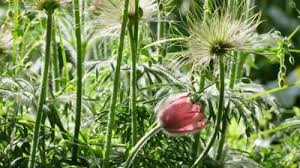 Attēlu rezultāti vaicājumam “Pulsatilla patens leaf”