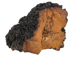 Attēlu rezultāti vaicājumam “Inonotus obliquus”