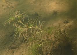 Attēlu rezultāti vaicājumam “Najas minor”