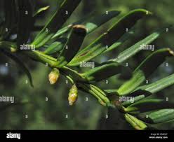 Attēlu rezultāti vaicājumam “Taxus baccata female flower”